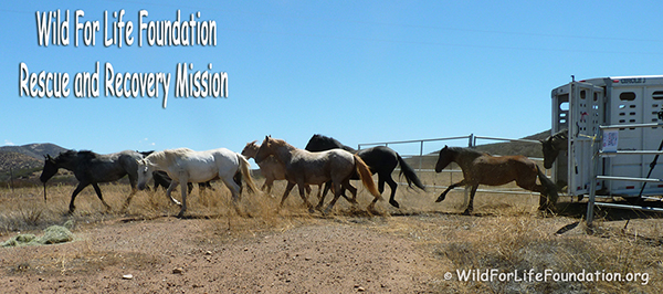 WFLF MMRRM - Mustangs saved from slaughter